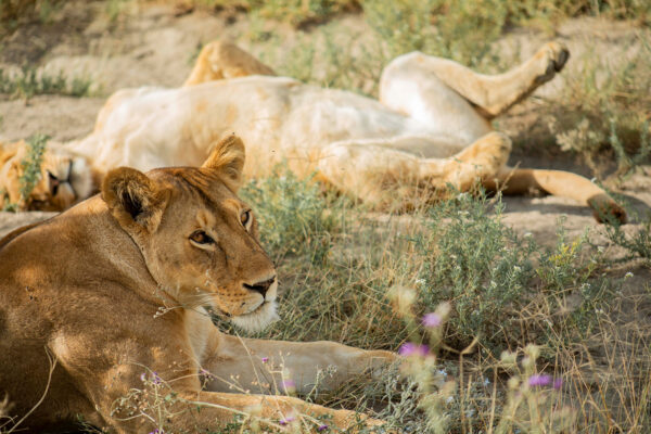 Big 5 Safari in Africa - Image 2