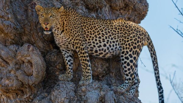 4 Days / 3 Nights - Tanzania Safari Journey - Image 2
