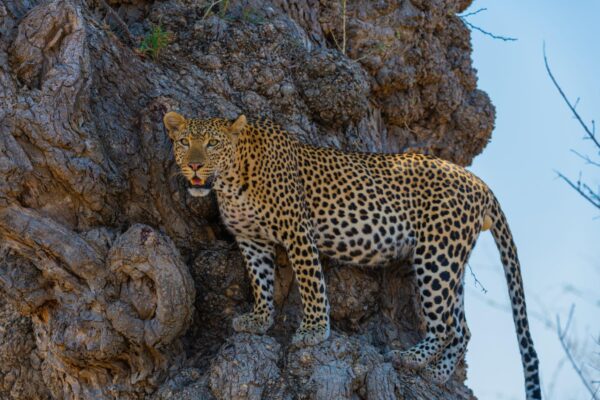 Ngorongoro Crater - Image 3
