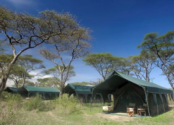 4 Days / 3 Nights - Tanzania Safari Journey - Image 7