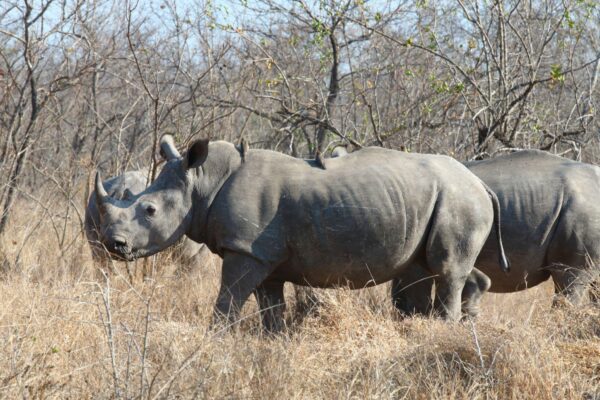 Ngorongoro Crater - Image 4