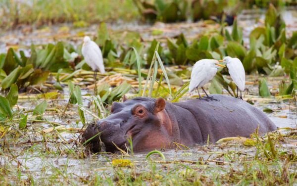 Tarangire National Park - Image 2