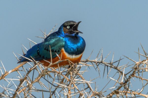 Tarangire National Park - Image 3