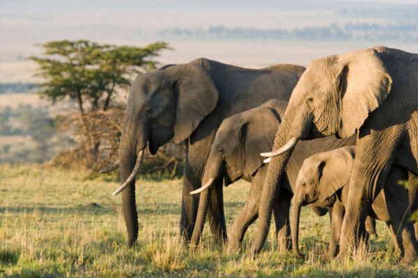 Big 5 Safari in Africa - Image 9