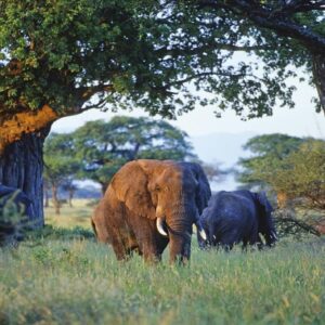 Tarangire National Park