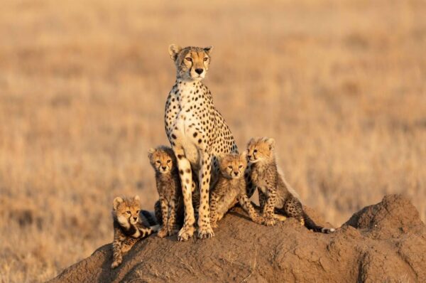 Serengeti National Park - Image 2