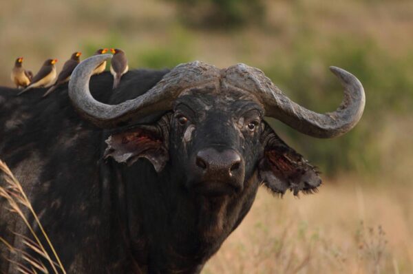 4 Days / 3 Nights - Tanzania Safari Journey - Image 4