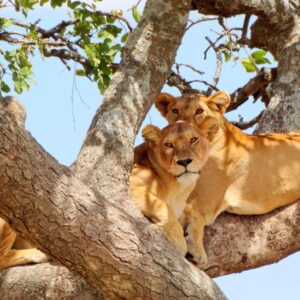 LAKE MANYARA NATIONAL PARK