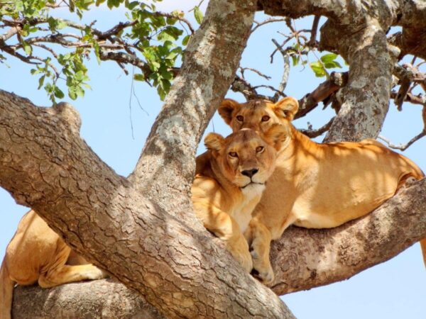 Big 5 Safari in Africa - Image 11