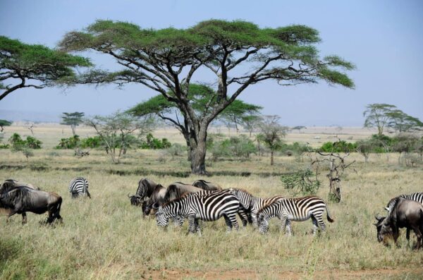 Serengeti National Park - Image 3