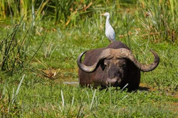 Arusha National Park - Image 4