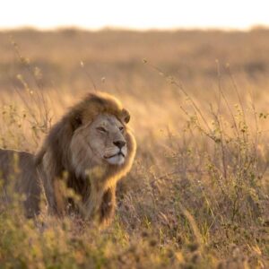 A 12 Days / 11 Nights Tanzania Safari