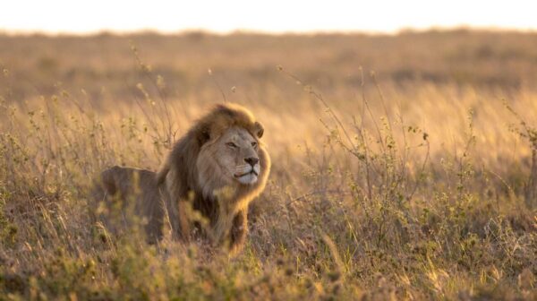A 12 Days / 11 Nights Tanzania Safari