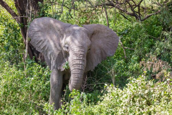 Lake Manyara park - Image 5