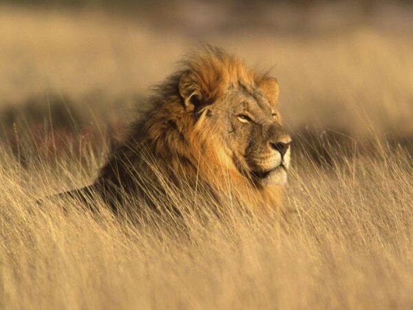 Serengeti National Park - Image 4