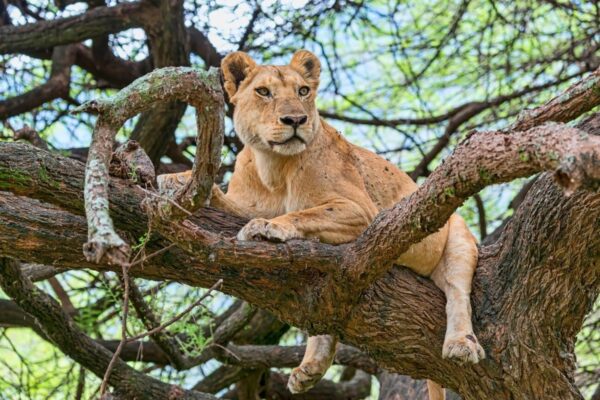 Lake Manyara park - Image 7