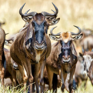 Great Wildebeest Migration in Serengeti