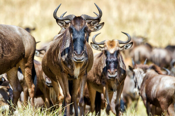 Serengeti National Park - Image 5
