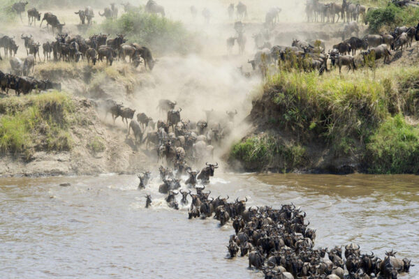 Great Wildebeest Migration in Serengeti - Image 6