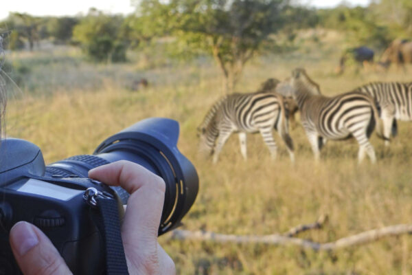 Great Wildebeest Migration in Serengeti - Image 7