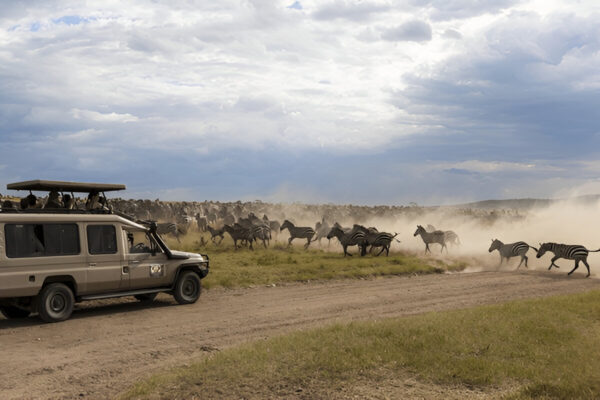 Great Wildebeest Migration in Serengeti - Image 2