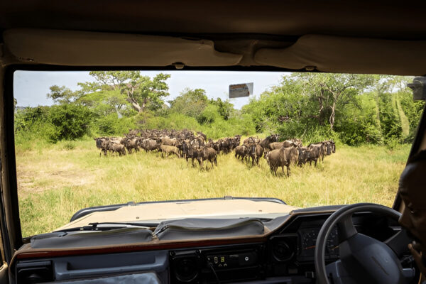 Game Drive Safari Adventures. - Image 5