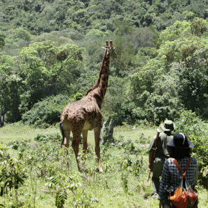 Arusha National Park Day Trip