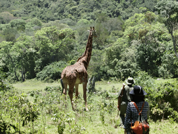 Walking African safaris - Image 5