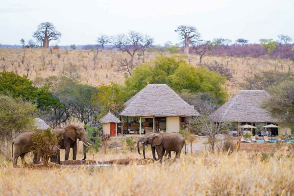 Big 5 Safari in Africa