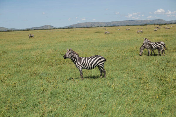 Family Safari in Tanzania - Image 6
