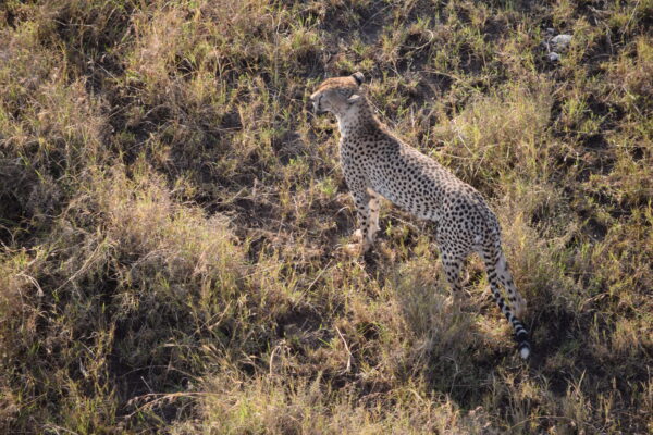 Balloon Safari in Tanzania - Image 3