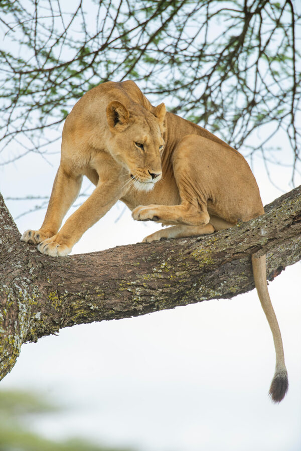 Big 5 Safari in Africa - Image 3