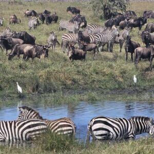 5 Days / 4 Nights of Timeless Beauty | Tarangire, Manyara, Ngorongoro