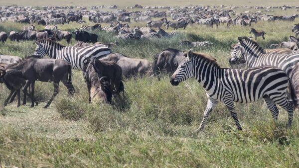 3Days/ 2Nights- Safari Adventure into Tanzania’s Soul - Image 6