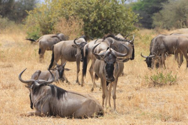 Tarangire National Park - Image 6