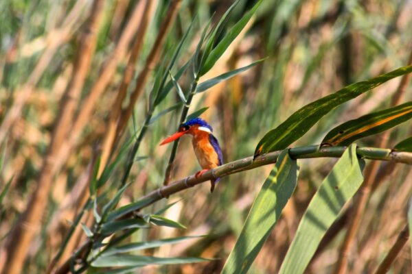 Tarangire National Park - Image 5