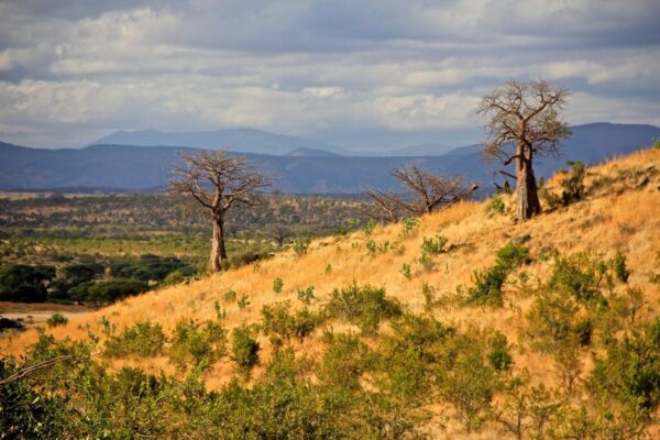 Tarangire National Park - Image 7