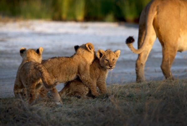 Family Safari in Tanzania - Image 7