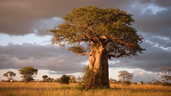 TARANGIRE NATIONAL PARK.