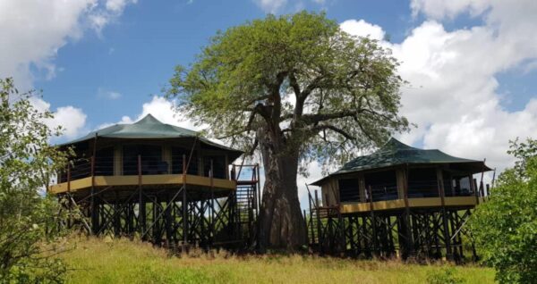 TARANGIRE KURO TREE TOPS: Tarangire park - Image 2