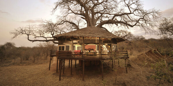 TARANGIRE KURO TREE TOPS: Tarangire park