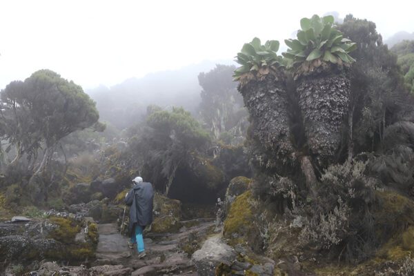 5 Days Kilimanjaro Mountain -Marangu Route - Image 4